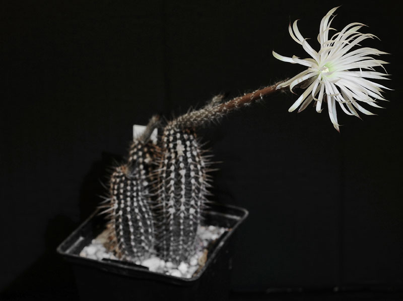 Echinopsis mirabilis